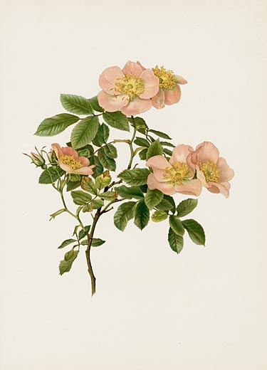 Ellen Willmott Rose Prints 1914 from The Genus Rosa