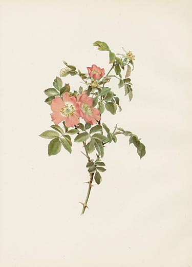 Ellen Willmott Rose Prints 1914 from The Genus Rosa