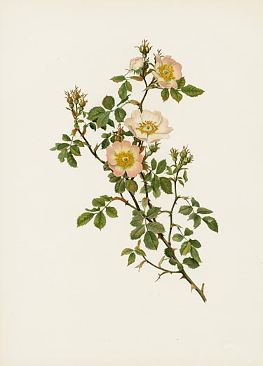 Ellen Willmott Rose Prints 1914 from The Genus Rosa