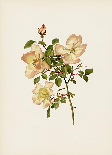 Ellen Willmott Rose Prints 1914 from The Genus Rosa