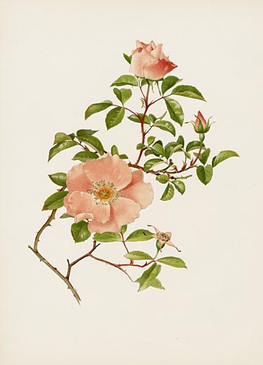 Ellen Willmott Rose Prints 1914 from The Genus Rosa