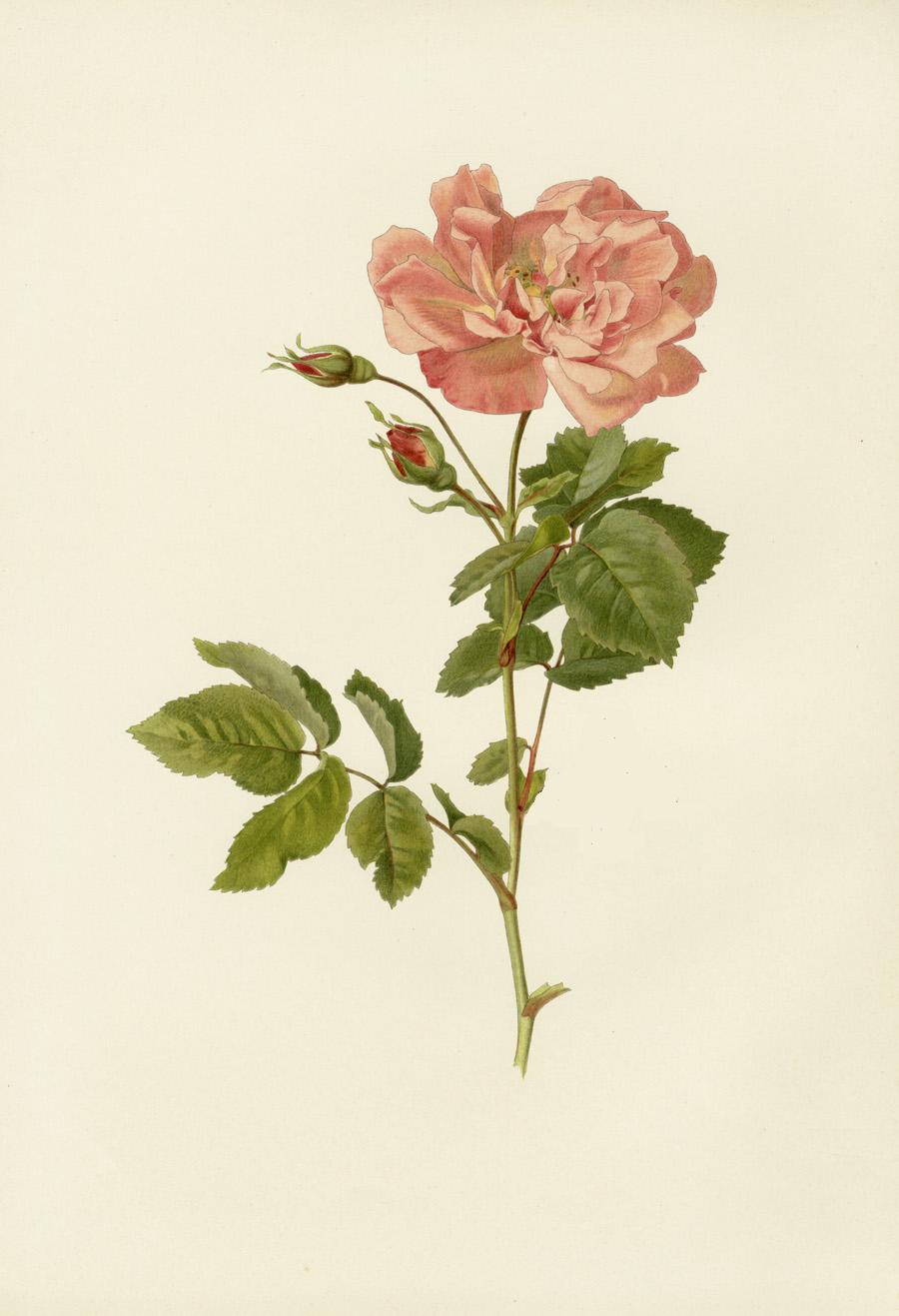 Ellen Willmott Rose Prints 1914 from The Genus Rosa