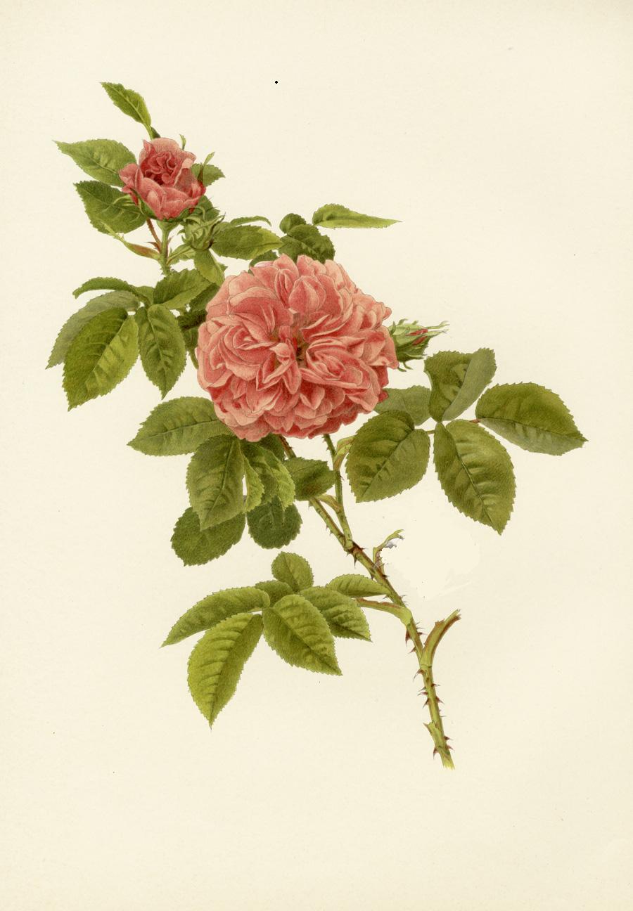 Ellen Willmott Rose Prints 1914 from The Genus Rosa