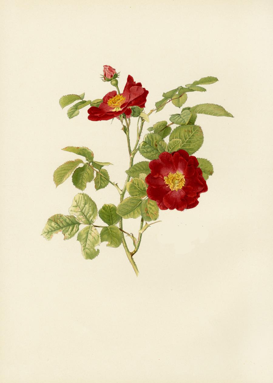 Ellen Willmott Rose Prints 1914 From The Genus Rosa