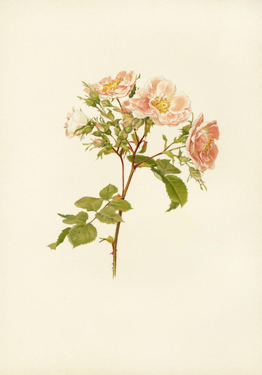 Ellen Willmott Rose Prints 1914 from The Genus Rosa