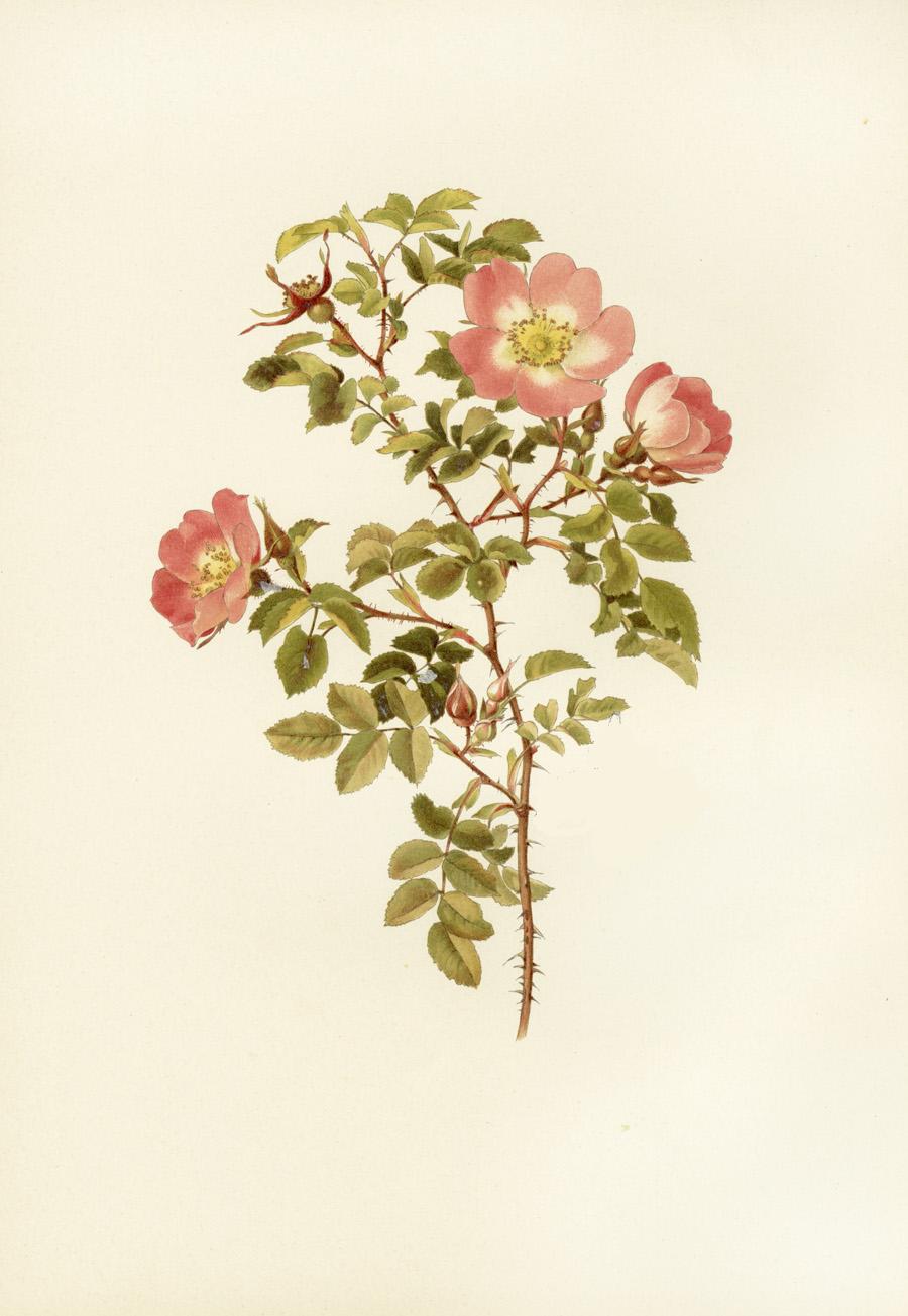 Ellen Willmott Rose Prints 1914 from The Genus Rosa