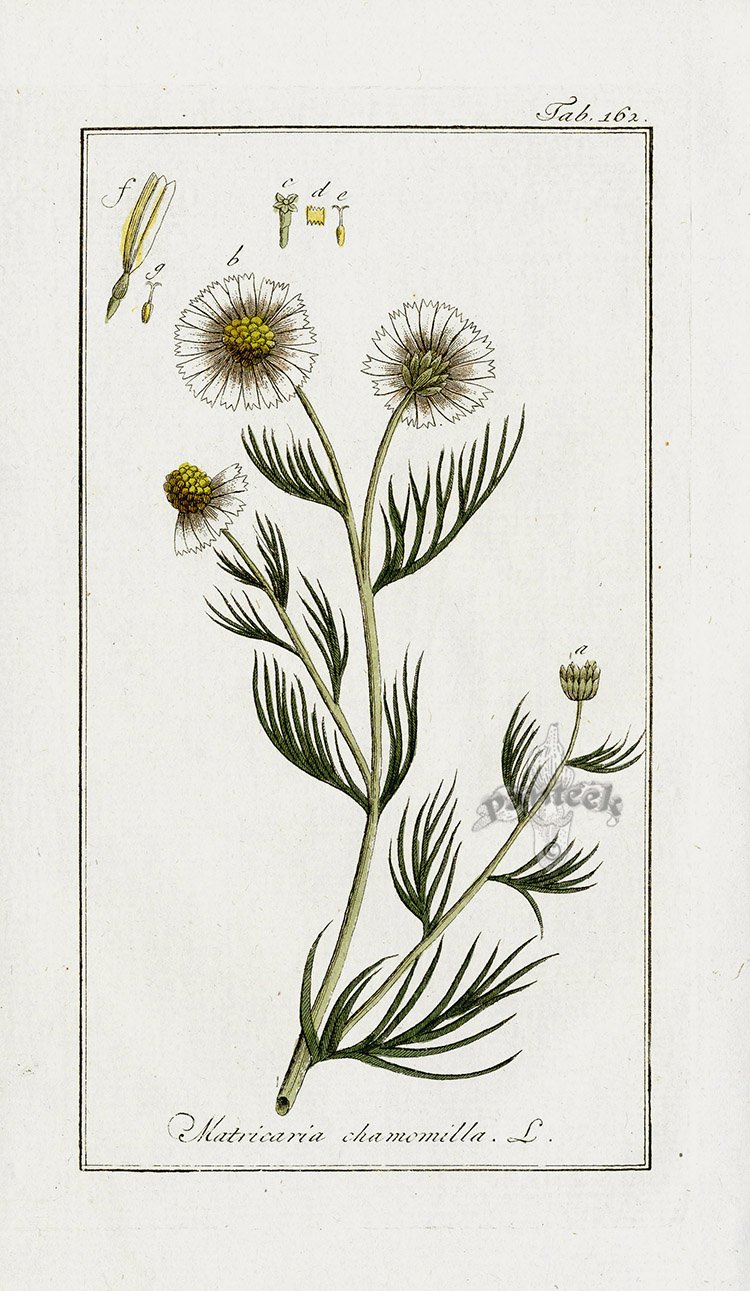 Matricária Chamomilla Ботанический рисунок